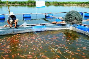 Đồng Sunfat trong xử lý nước hồ nuôi cá