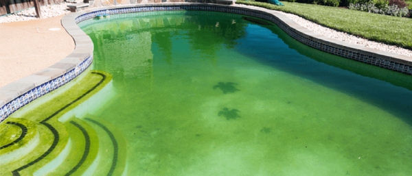 Nguyên nhân hồ bơi có rêu xanh